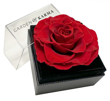 Single Red Preserved Rose in Black Box with Acrylic Lid